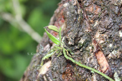 Taeniophyllum alwisii